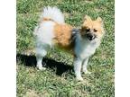 Adopt Rosie a White Pomeranian / Mixed dog in Baraboo, WI (38757478)