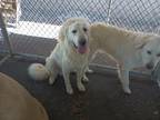 Adopt summer a White Great Pyrenees / Mixed dog in Selma, CA (38806932)