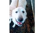 Adopt sunny a White Great Pyrenees / Mixed dog in Selma, CA (38806933)