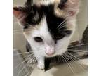 Adopt Cleo a Calico or Dilute Calico Domestic Shorthair / Mixed cat in Spanish