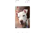 Adopt Jax a White Boxer / American Staffordshire Terrier / Mixed dog in Hayden