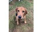 Adopt Billie Jean ~ meet me! a Red/Golden/Orange/Chestnut Beagle / Redbone