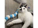 Adopt Jordyn a White Domestic Shorthair / Domestic Shorthair / Mixed cat in