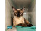 Adopt Skippy JJ a Cream or Ivory Siamese / Domestic Shorthair / Mixed cat in