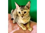 Adopt Hattie a Orange or Red Domestic Shorthair / Domestic Shorthair / Mixed cat