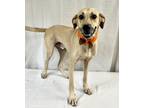 Adopt Grogu a Tan/Yellow/Fawn Black Mouth Cur / Mixed dog in Picayune