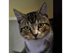 Adopt Luke a Brown or Chocolate Domestic Shorthair / Mixed cat in Waynesboro