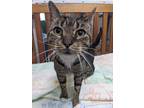 Adopt Francis a All Black Domestic Shorthair / Domestic Shorthair / Mixed cat in