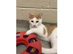 Adopt Honeydew a Orange or Red Domestic Shorthair / Domestic Shorthair / Mixed