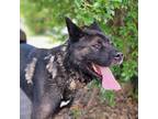 Adopt Bentley a Tricolor (Tan/Brown & Black & White) Akita / Mixed dog in
