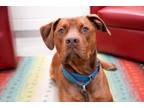Adopt Momo a Red/Golden/Orange/Chestnut American Pit Bull Terrier / Vizsla /