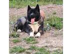 Adopt Charlotte a Black - with White Akita / Mixed dog in Middle Island