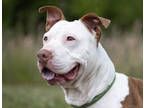Adopt Raspberry a White American Pit Bull Terrier / Mixed dog in Westampton