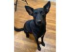 Adopt Coral a Black Shepherd (Unknown Type) / Mixed dog in Bryan, TX (38554053)