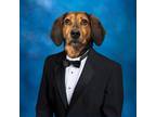 Adopt Nugget a Black Hound (Unknown Type) / Mixed dog in Richmond, VA (28229263)