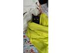 Adopt Chicken a All Black Domestic Shorthair (short coat) cat in Worcester