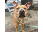 Adopt Florence a Tan/Yellow/Fawn Mixed Breed (Large) / Mixed dog in Menands