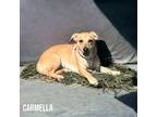 Adopt Carmella a Tan/Yellow/Fawn Mixed Breed (Small) / Mixed dog in Cumberland