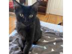 Adopt Stormy a All Black Domestic Longhair / Mixed cat in Long Beach