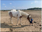 APHA 7 year old green mare