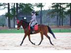 Naturally gifted Dressage OTTB