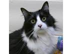 Adopt HEI-BAI a All Black Domestic Longhair / Domestic Shorthair / Mixed cat in