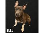Adopt Bleu a Gray/Blue/Silver/Salt & Pepper Terrier (Unknown Type