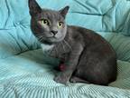 Adopt Phantom a Gray or Blue (Mostly) Domestic Shorthair (short coat) cat in