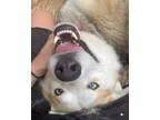 Adopt Zephyr a Tricolor (Tan/Brown & Black & White) Husky / Mixed dog in Hermosa
