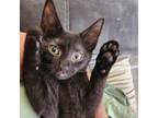 Adopt Valero DG a All Black Domestic Shorthair / Mixed cat in Salem