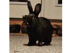 Adopt Flick a Californian rabbit in Mattawan, MI (38665877)