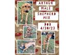 Adopt Arthur a Brown/Chocolate German Shepherd Dog / Labrador Retriever / Mixed