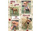 Adopt Alma a Brown/Chocolate German Shepherd Dog / Labrador Retriever / Mixed