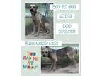 Adopt Dee Oh Gee a Brown/Chocolate German Shepherd Dog / Black Mouth Cur / Mixed