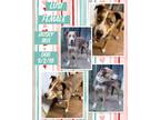 Adopt Lusi a Tricolor (Tan/Brown & Black & White) Siberian Husky / Mixed dog in