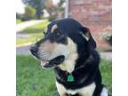 Adopt Sammie a Black Siberian Husky / Mixed Breed (Large) / Mixed dog in