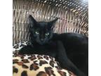 Adopt DUMBLEDORE a All Black Domestic Shorthair / Mixed cat in League City