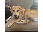 Adopt Bruno Von Bowser a Tan/Yellow/Fawn Labrador Retriever / Mixed dog in