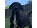 Adopt Denzel a Black Labrador Retriever / Mixed dog in joppa, MD (38598828)