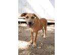 Adopt Ajax a Tan/Yellow/Fawn Catahoula Leopard Dog / Mixed dog in Paramus
