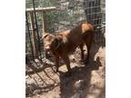 Adopt Tallulah a Brown/Chocolate Labrador Retriever / Mixed Breed (Large) /