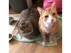 Adopt Jimi and Hendrix a Brown or Chocolate Domestic Shorthair / Mixed cat in