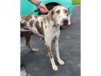 Adopt Storm a Brown/Chocolate - with White Great Dane / Mixed dog in Jupiter
