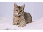 Adopt Pixie Rose a Brown or Chocolate Domestic Shorthair / Domestic Shorthair /