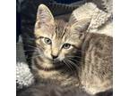 Adopt Ornamented Mushroom 23 a Brown or Chocolate Domestic Shorthair / Mixed cat