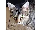 Adopt Kitty Girl a Gray, Blue or Silver Tabby Domestic Shorthair (short coat)