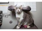 Adopt Arya a Gray or Blue Domestic Shorthair / Domestic Shorthair / Mixed cat in