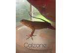 Adopt Calzone a Lizard reptile, amphibian, and/or fish in Loudon, NH (38523419)