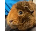 Adopt Teddy a Guinea Pig small animal in Shawnee, KS (38742218)