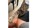 Adopt Zoomie a Brown Tabby Domestic Shorthair / Mixed (short coat) cat in Fern
